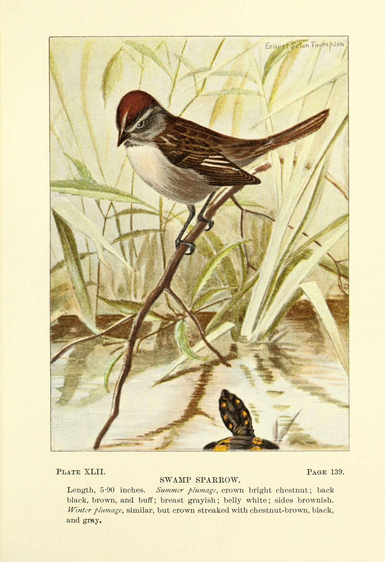 Image of Swamp Sparrow