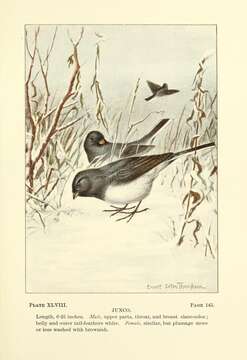 Image de Junco Wagler 1831