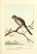 Image of Northern Mockingbird