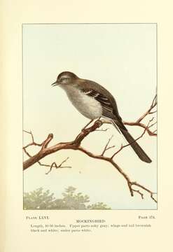 Image of Northern Mockingbird