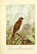 Image of Veery