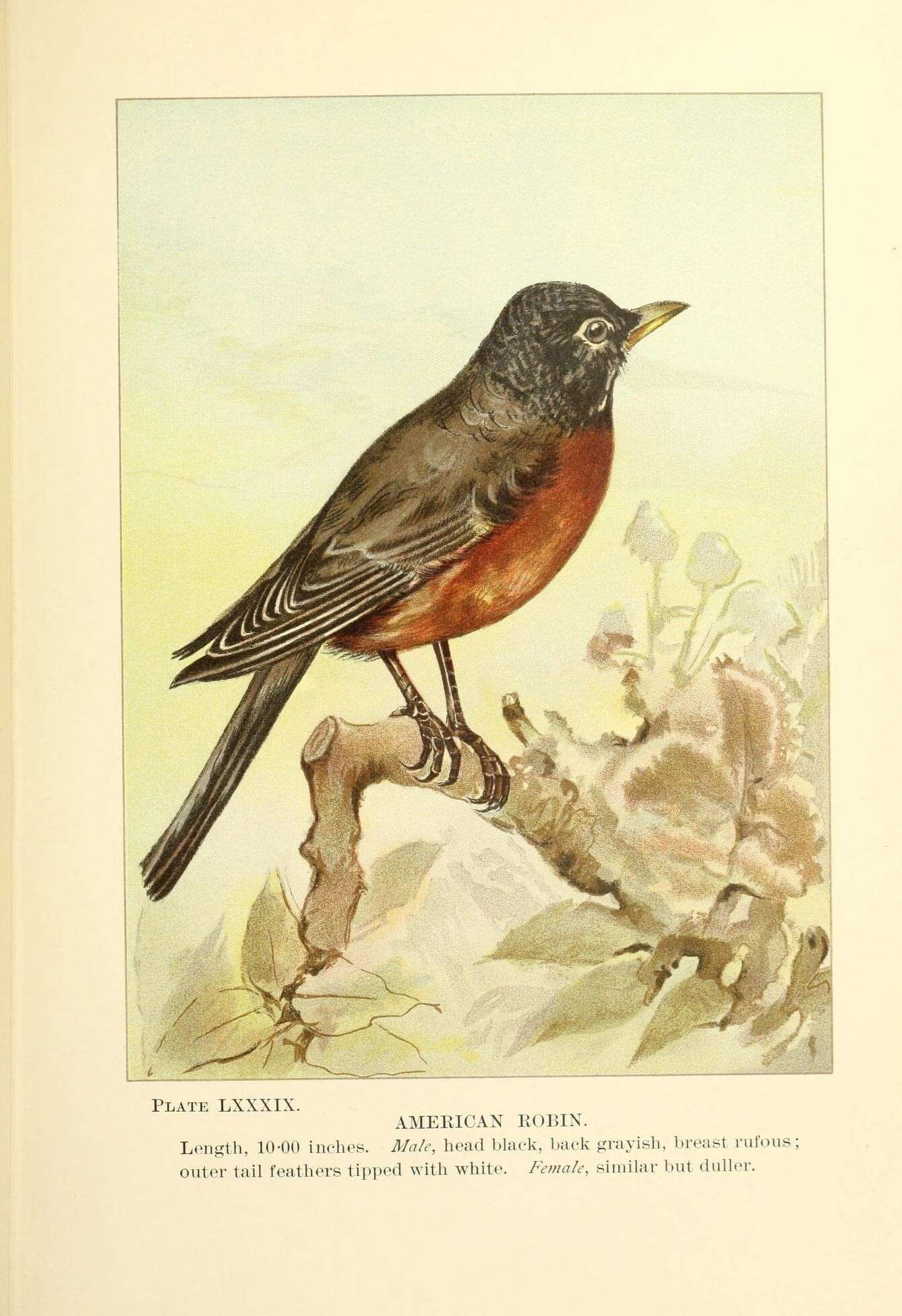 Image of American Robin
