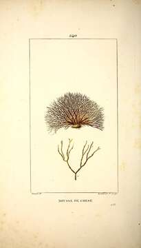 Image of Fucus Linnaeus 1753