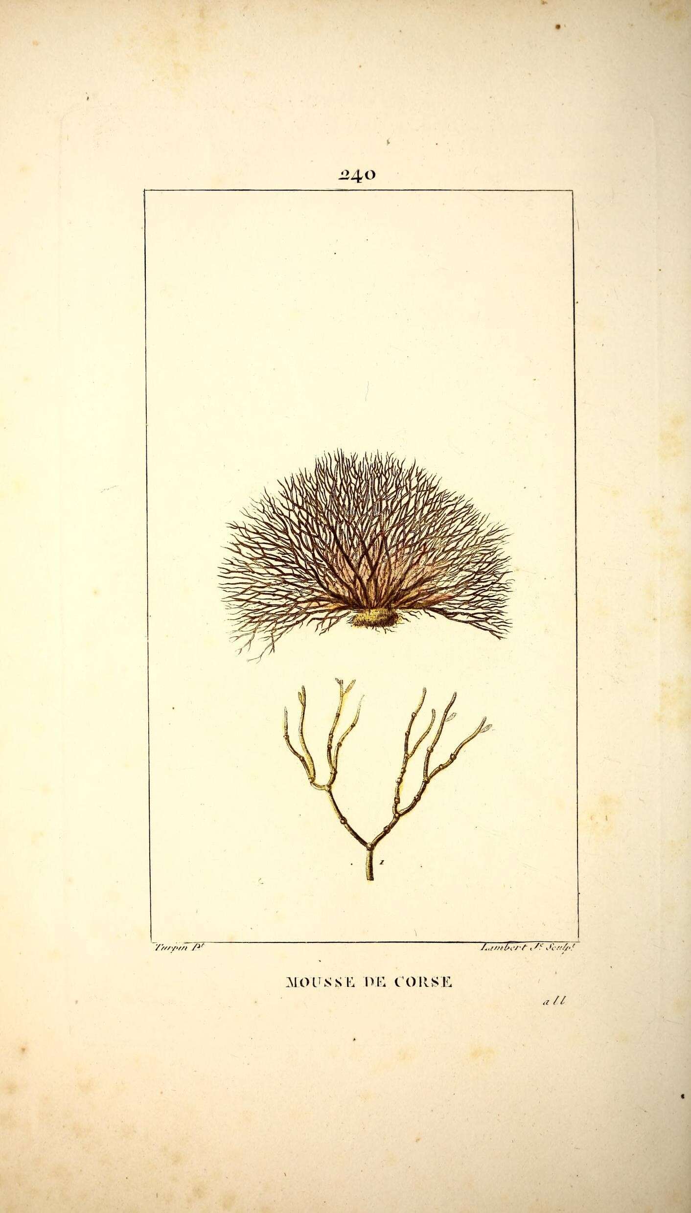 Image de Fucus Linnaeus 1753