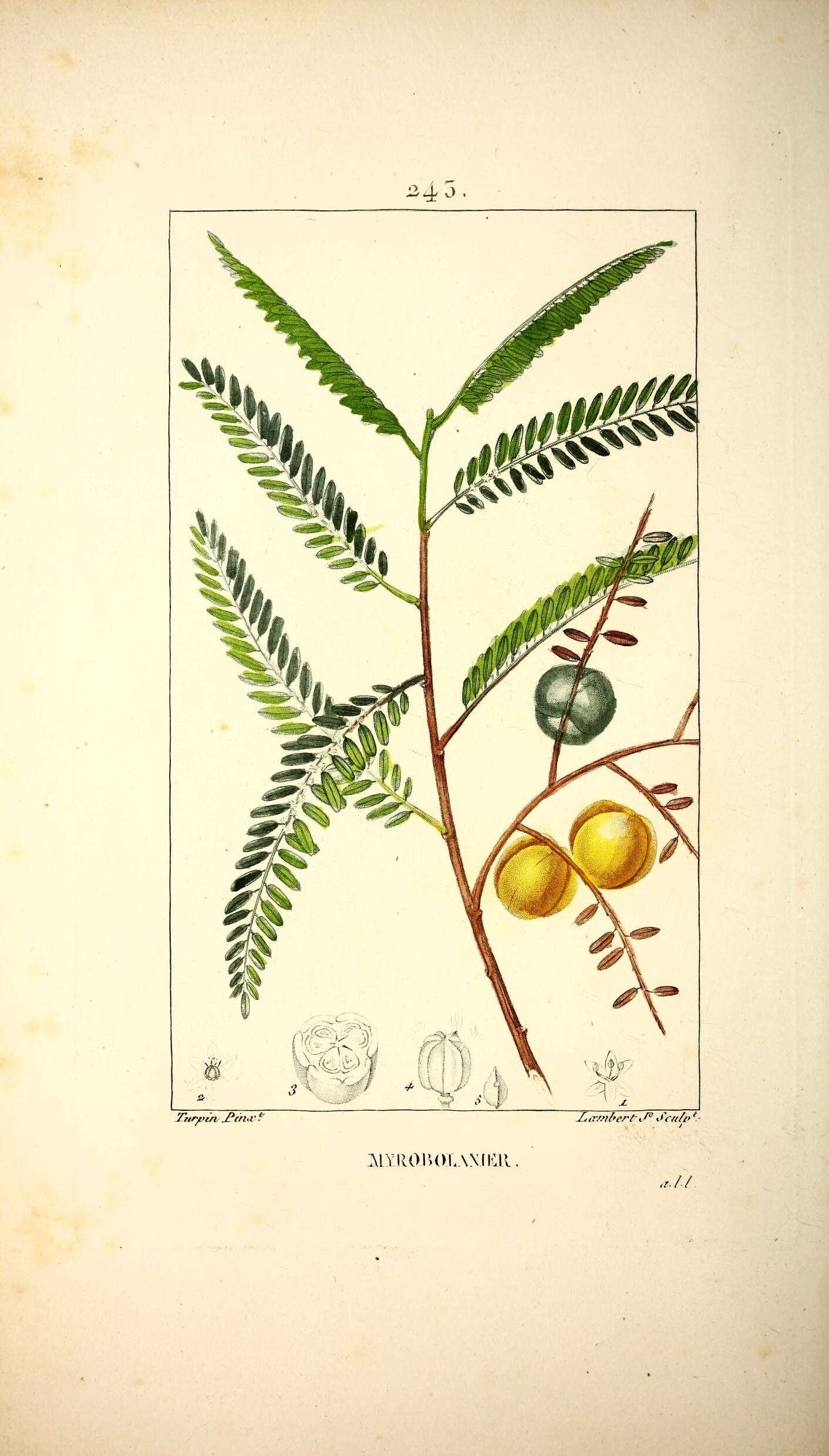 Plancia ëd Phyllanthus emblica L.