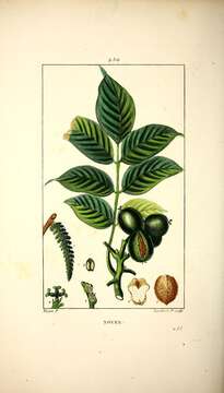 Image of Common walnut