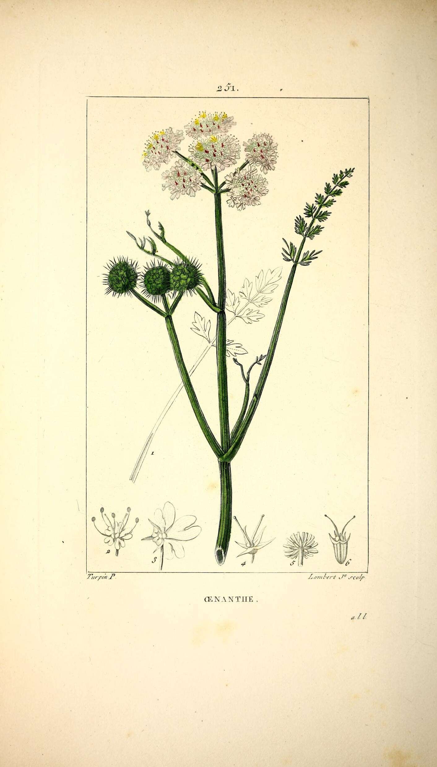 Imagem de Oenanthe fistulosa L.