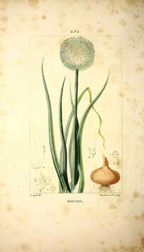 Image of garden onion