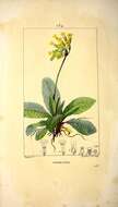 Image of Cowslip