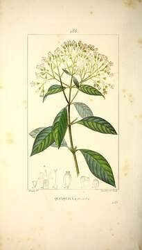 Image of quinine