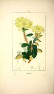 Image of Rhododendron aureum subsp. aureum