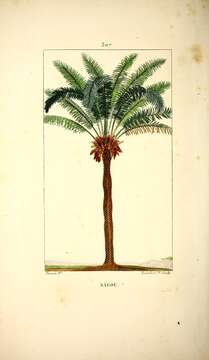 Image of Crozier cycas