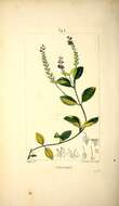 Image of Health Speedwell