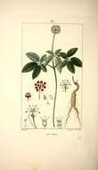 Image of American ginseng