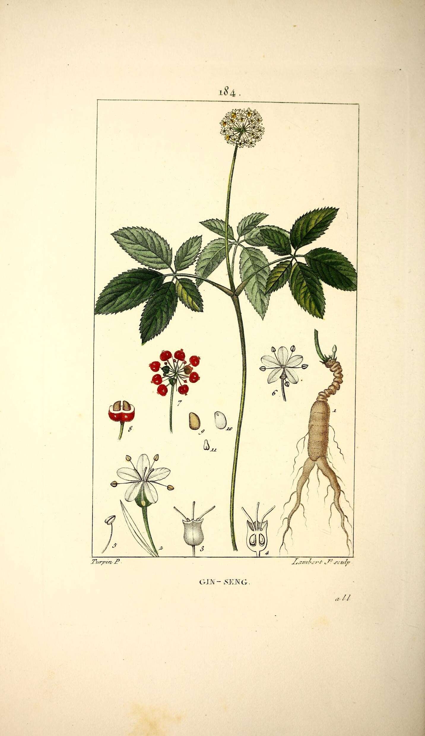 Panax quinquefolius L. resmi