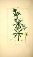 Image of Goosegrass