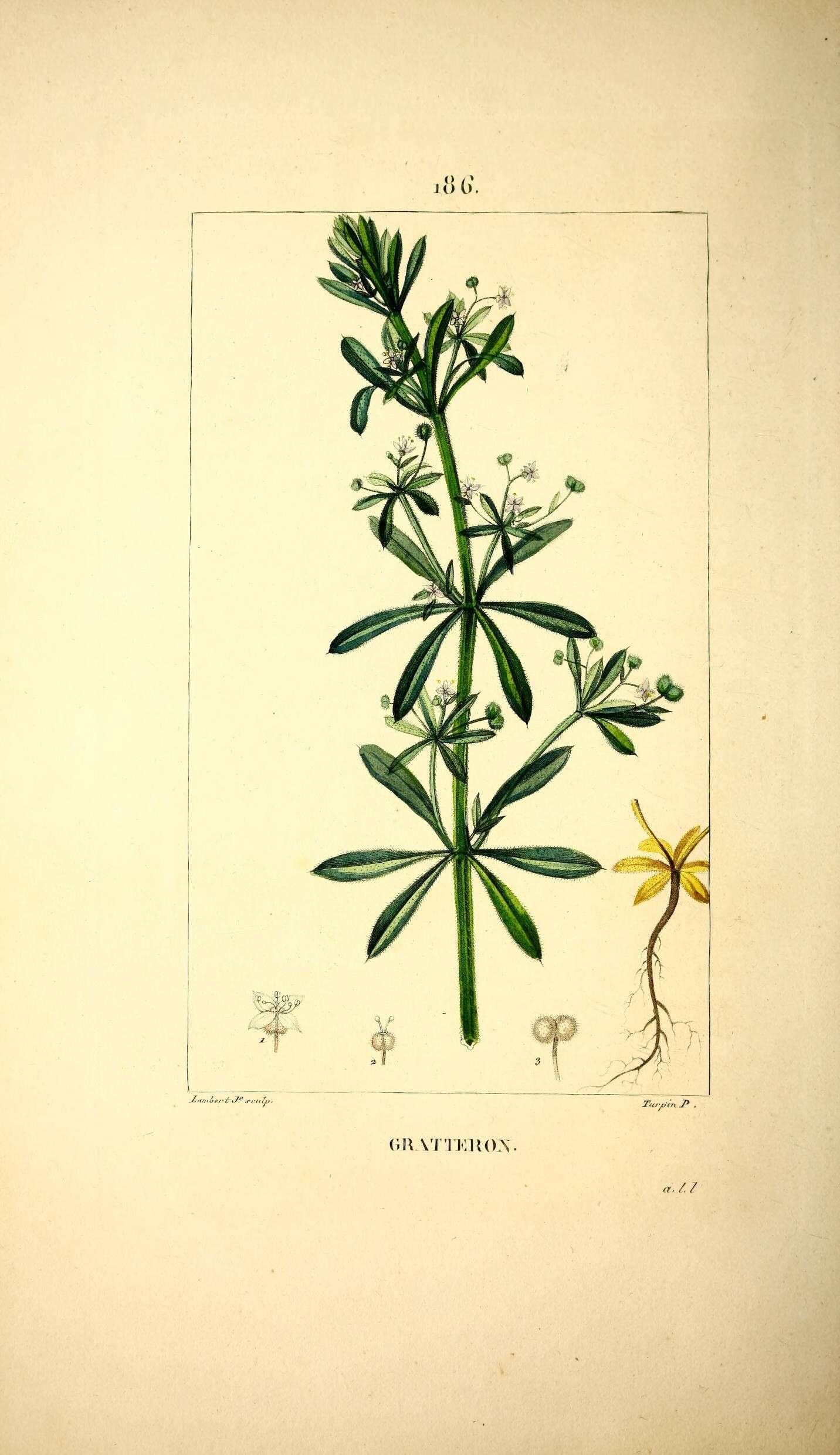 Image of Goosegrass