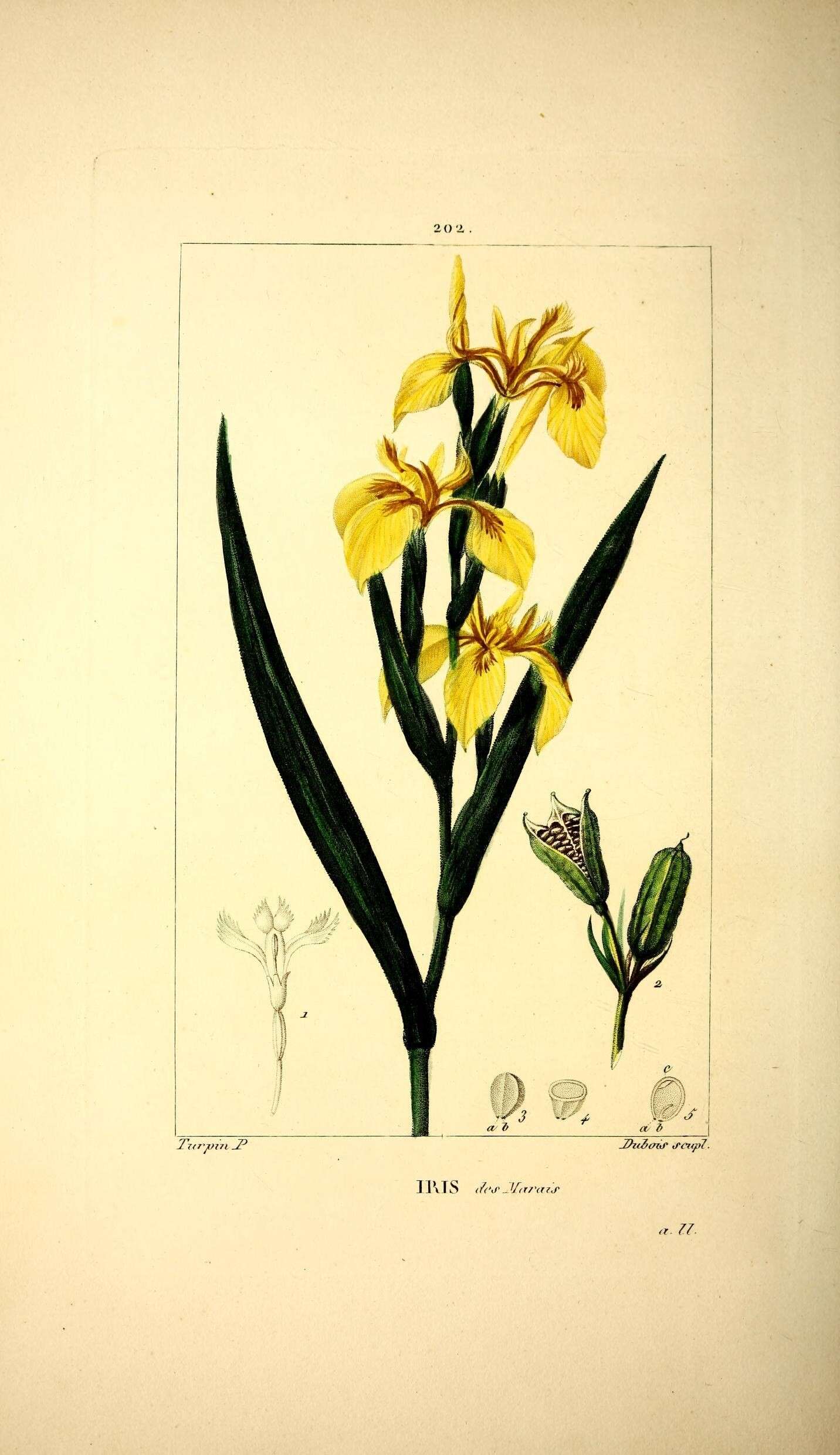 Image of yellow flag, yellow iris