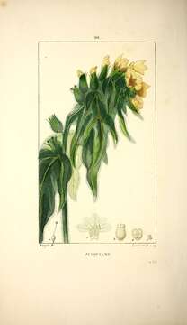 Image of black henbane