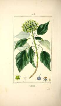 Image of English ivy