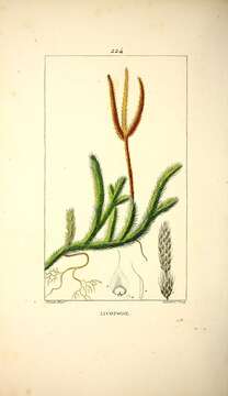 Image of Stag's-horn Clubmoss