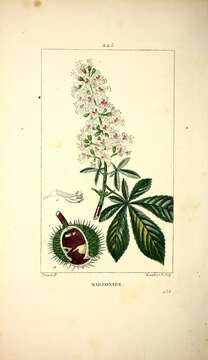 Imagem de Aesculus hippocastanum L.