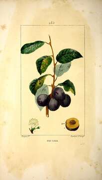 Image of European plum