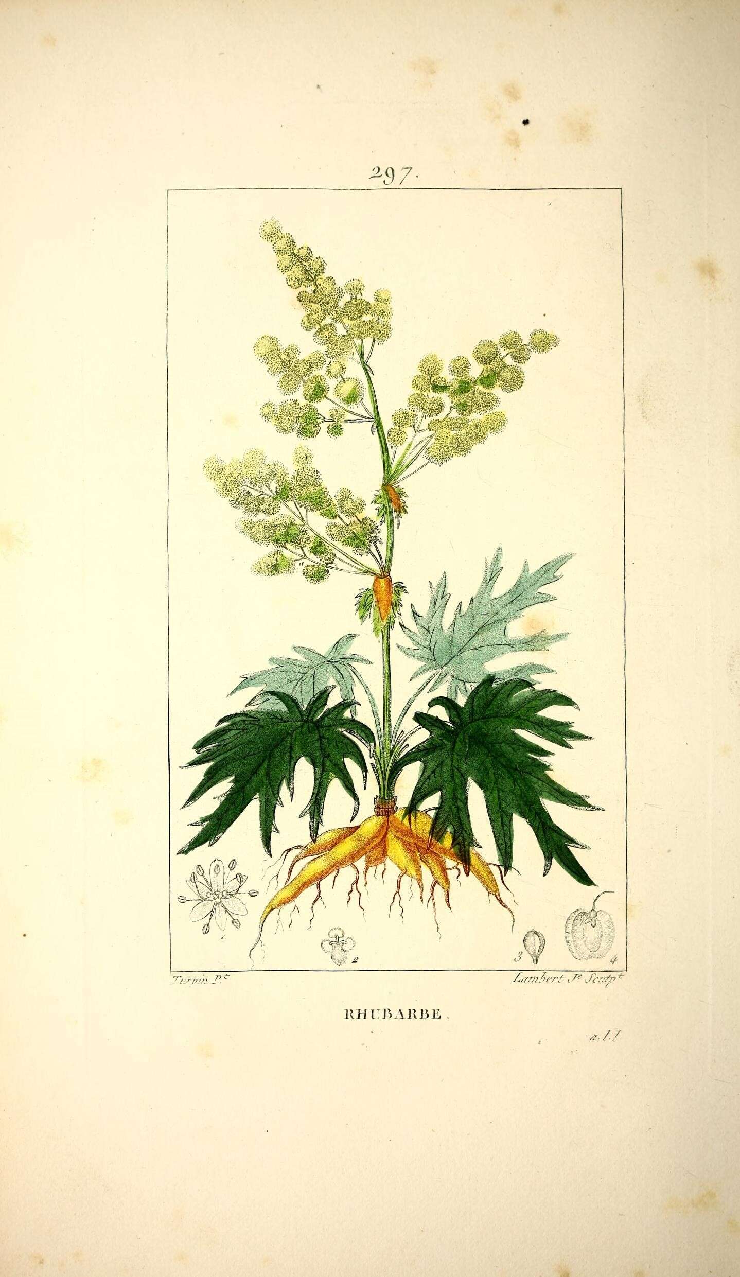 Image of Chinese Rhubarb