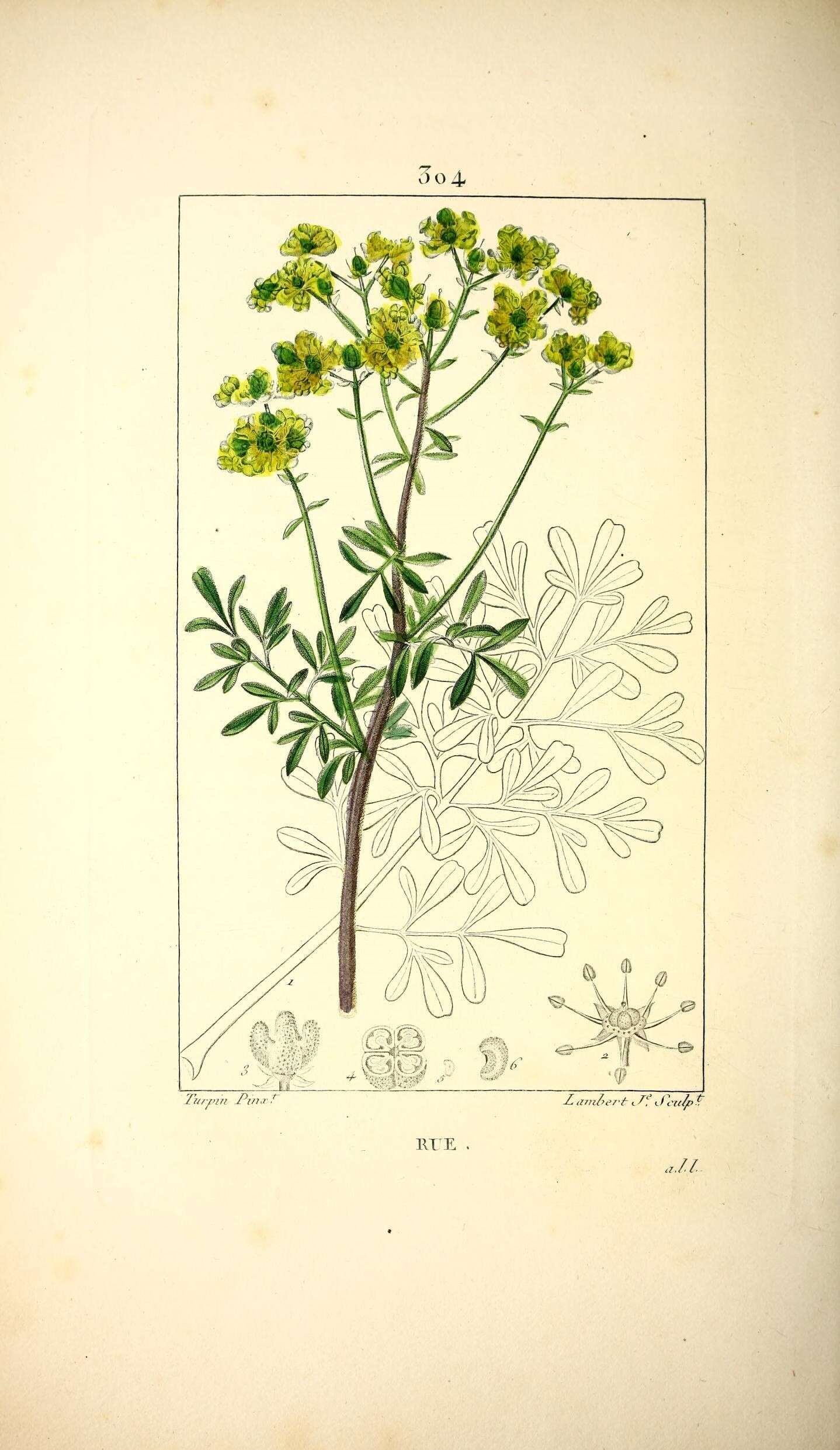 Ruta graveolens L. resmi