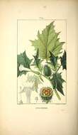 Datura stramonium L. resmi