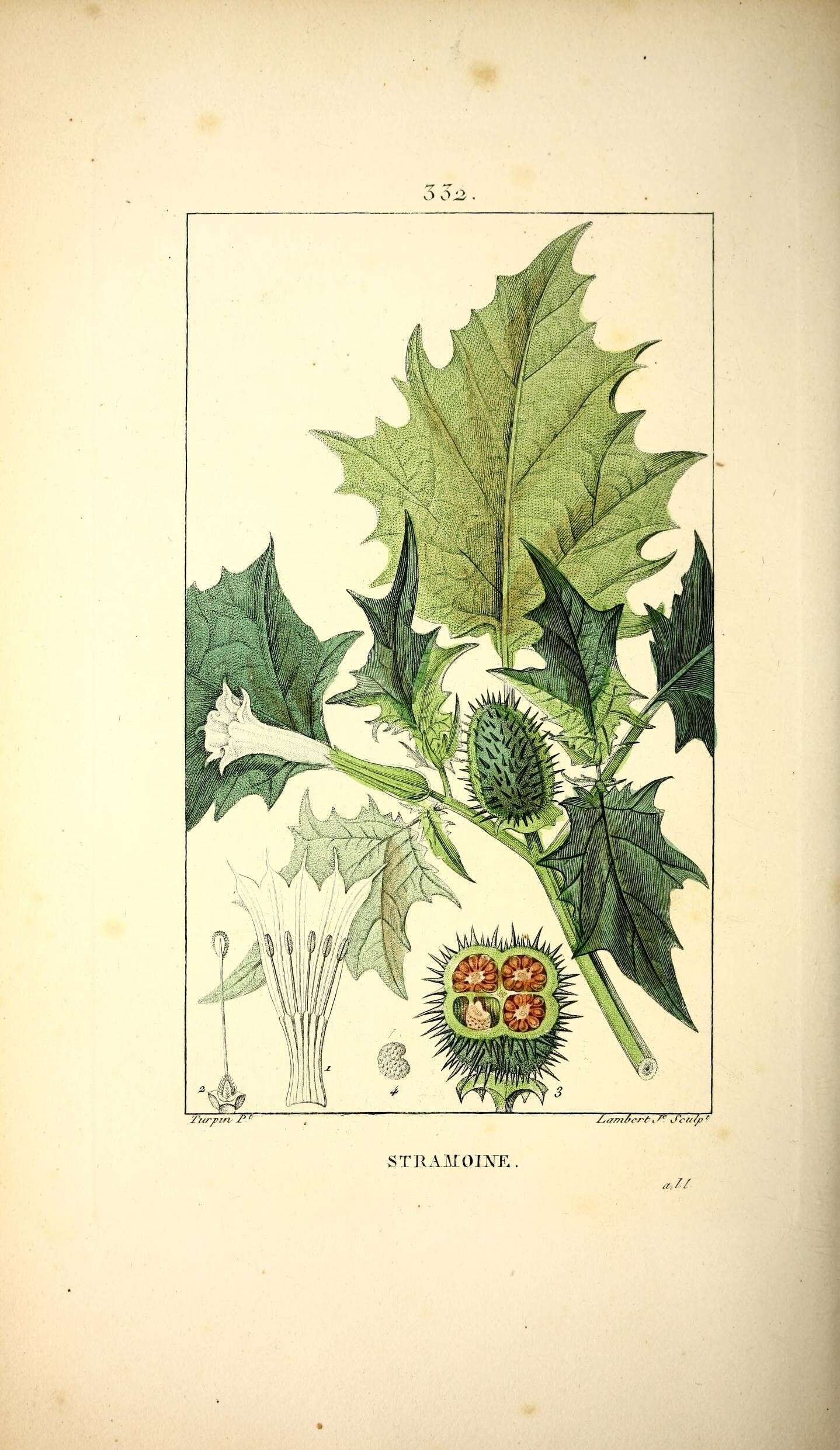 Datura stramonium L. resmi