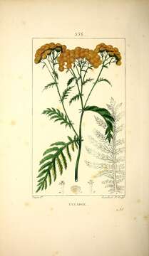 Image of common tansy