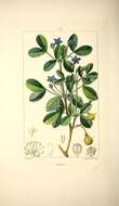 Image of Lignum Vitae