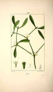 Image of European mistletoe