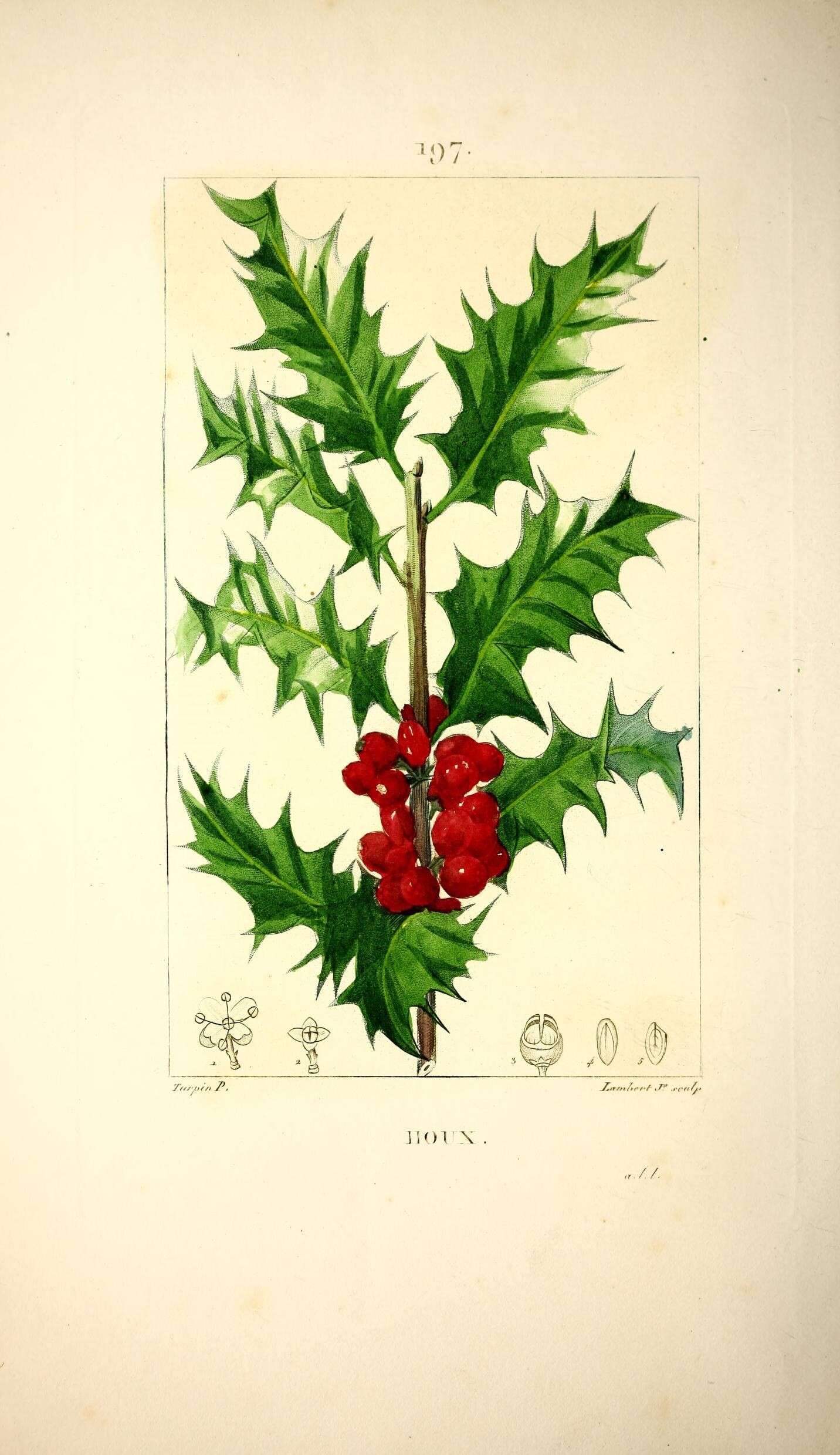 Ilex aquifolium L. resmi