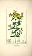 Image of St John's wort