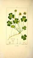 Image of Wood-sorrel