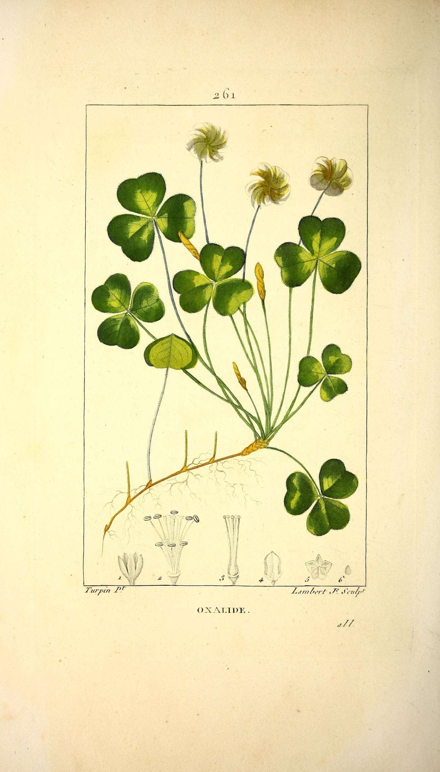 Imagem de Oxalis acetosella L.