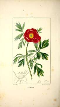 Image of Common Peony