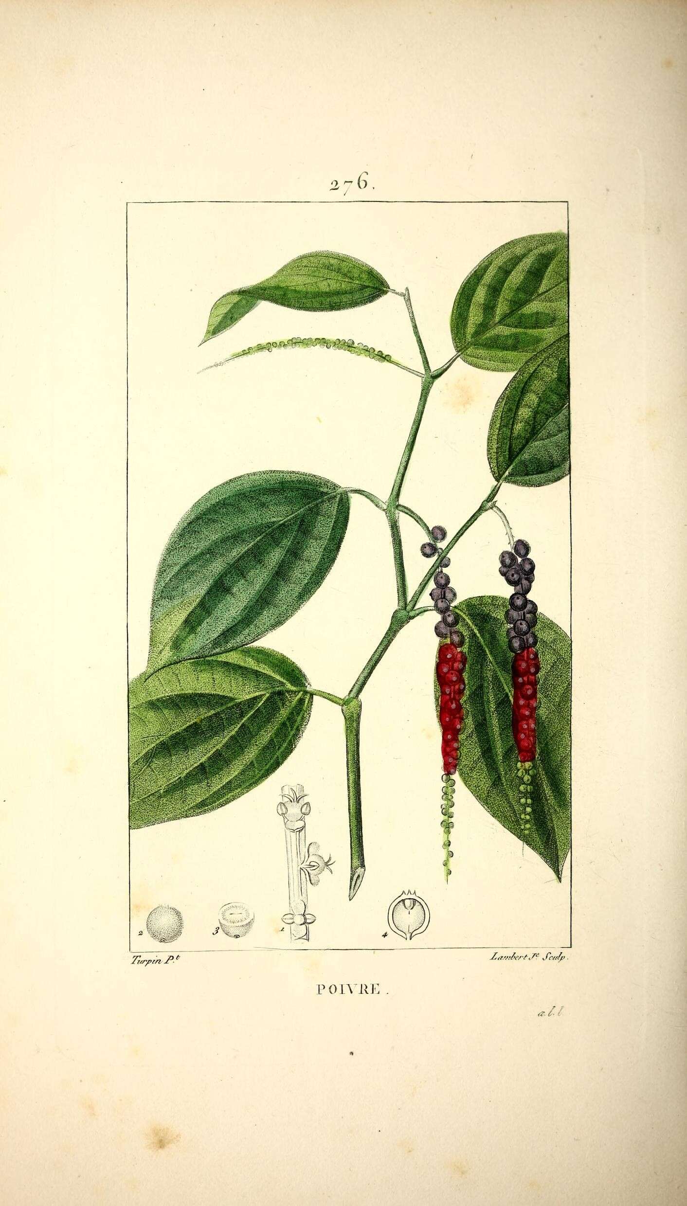 Image of black pepper