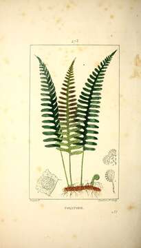 Image of common polypody