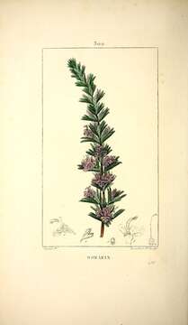 Image of Rosemary