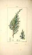 Imagem de Juniperus sabina L.