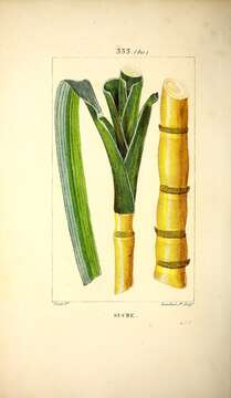 Image de Saccharum officinarum L.