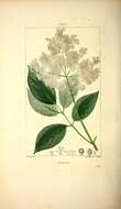 Imagem de Sambucus nigra L.