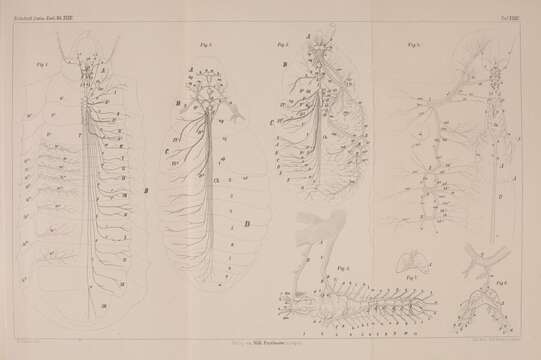 Image de Scarabée rhinocéros européen