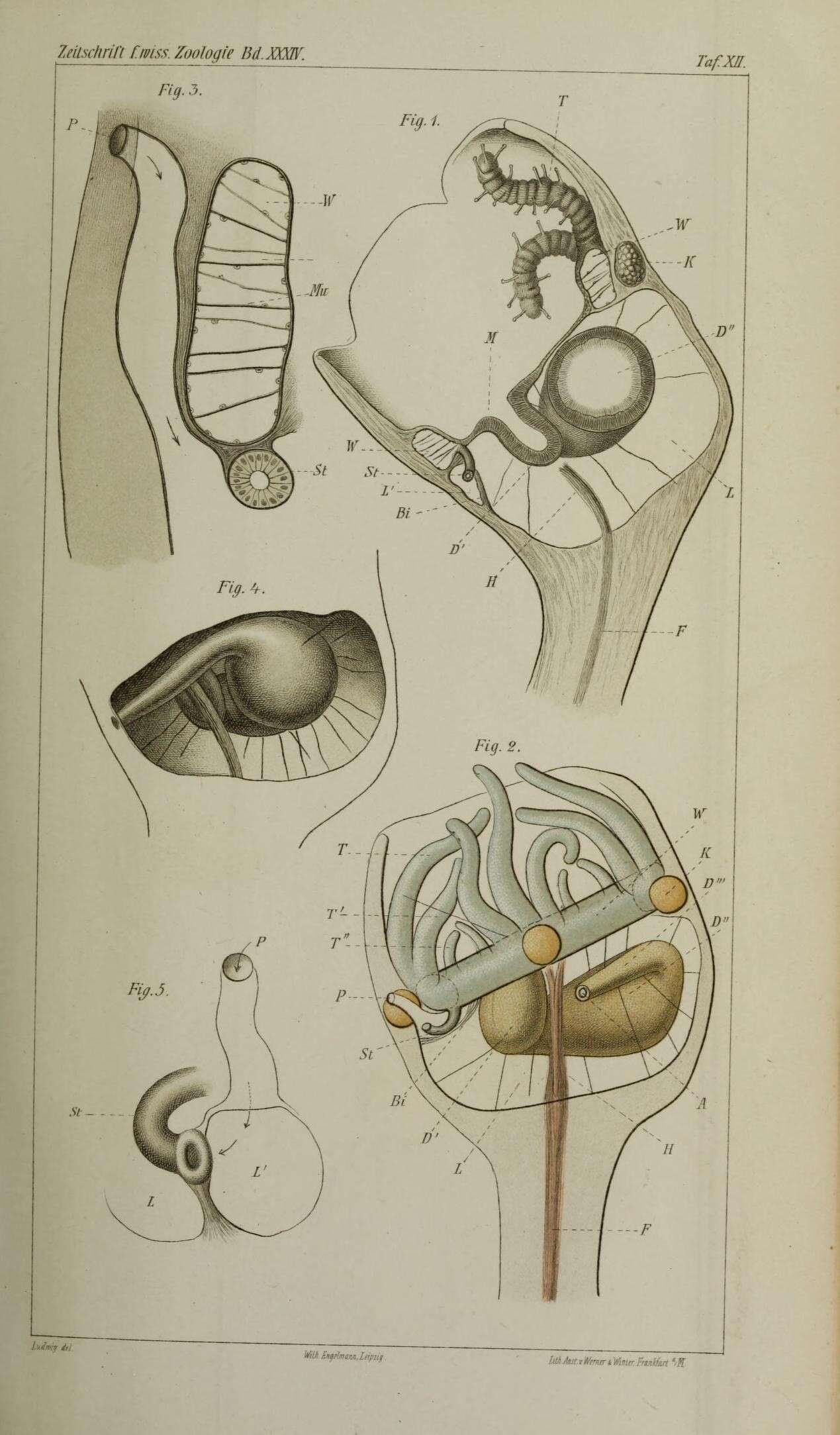 Antedoninae (Norman 1865) resmi