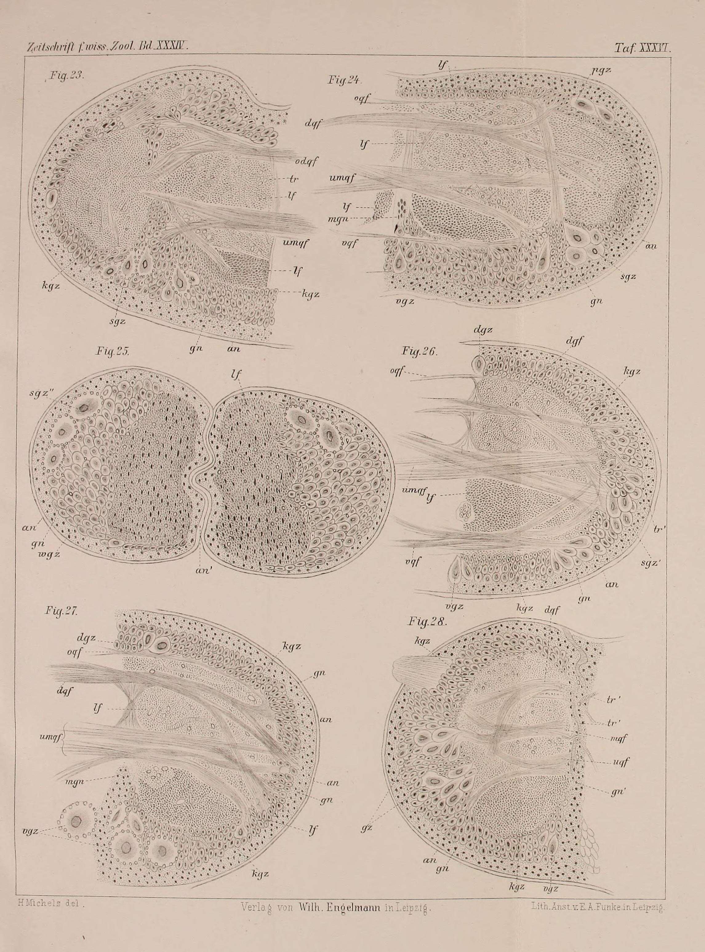 Image de Scarabée rhinocéros européen