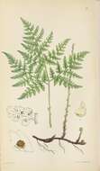 Cystopteris montana (Lam.) Desv. resmi