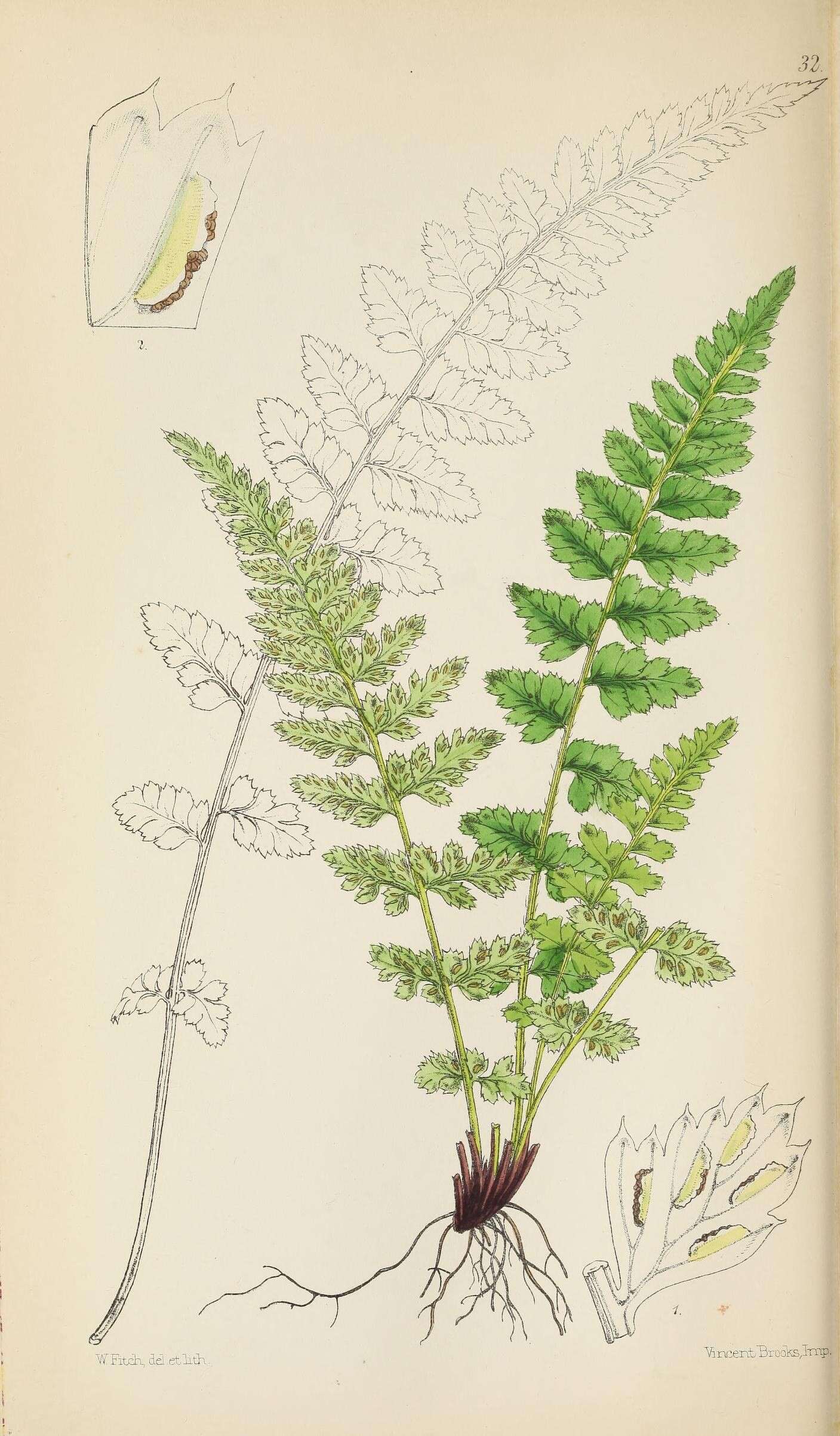 Image of Asplenium obovatum subsp. billotii (F. W. Schultz) O. Bolos, Vigo, Masalles & J. M. Ninot